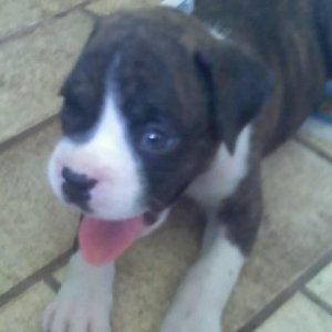 Remy