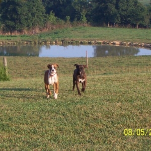 Tiger and Jazz playing