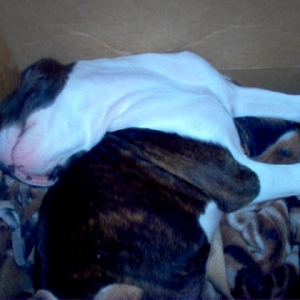 Silly sleeper