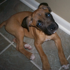 Oakley