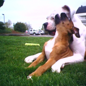 Caesar and Cleopatra first wrestling match