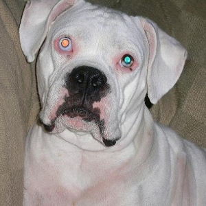 White red eyed devil dog