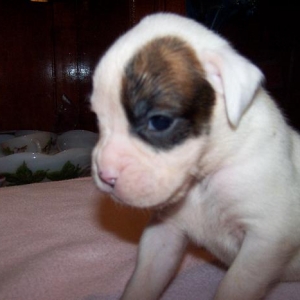 Liberty - 3 weeks old