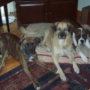 BeBop, Dempsey & Trooper Thorn