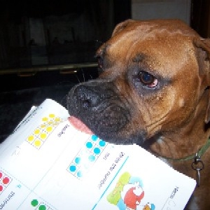 Dog Ate My Homework