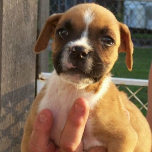 Roxy at 6 weeks