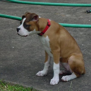 Daisy at 16 weeks