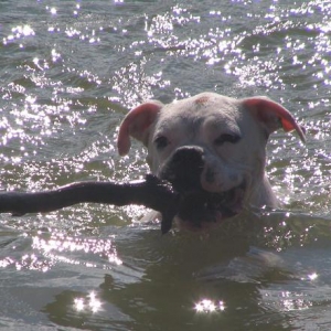 Visiting the Lake 2006
