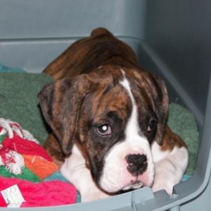 Chloe - 11 weeks