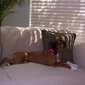 Molley & her little kong
