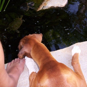 Molley and the turtle