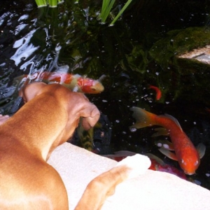 Molley and the Koi
