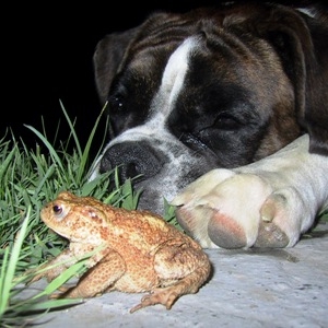 Frogs are Friends, Not Food