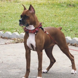 Cisco