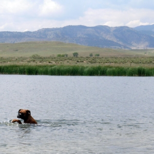 Swim Lily Swim!