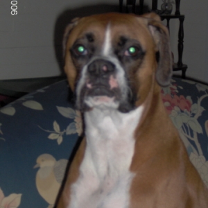 guilty boxer