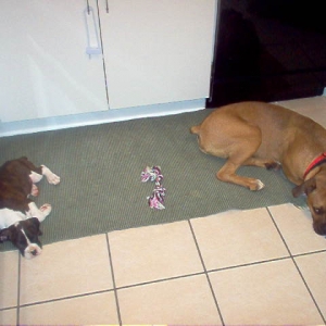 Chcio and his new sister, Bella