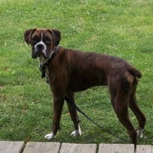 Hank
