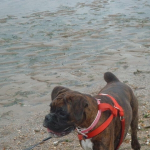 Lola @ the beach 10/08/06
