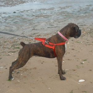 Lola @ the beach 10/08/06