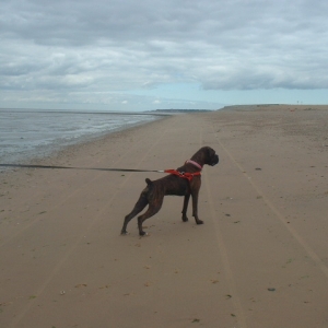 Lola @ the beach 10/08/06