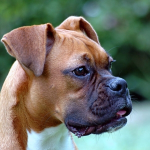 Head shot