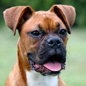 Head shot 1