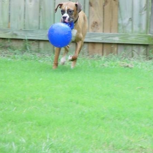 Rowdy and the jolly ball..