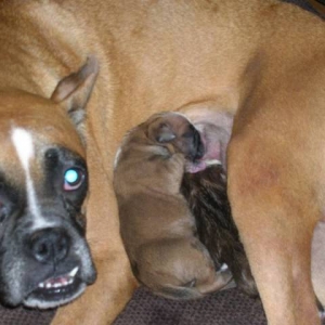 Missy's puppies