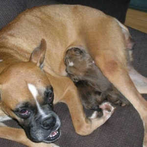 Missys puppies