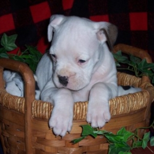 Bauer in Basket