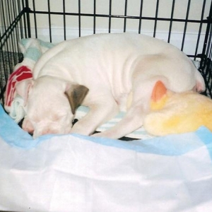 Bauer in Crate