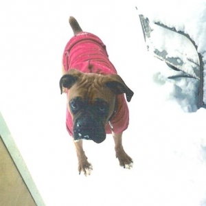 Cooper's Sweatshirt