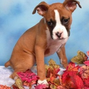 Belle at 3 months