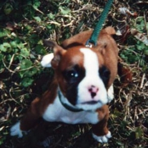 8 weeks old.  My first day w/ my new mommy.