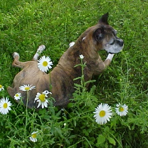 Sage in daisys1