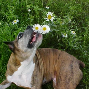 Sage playing in daisys