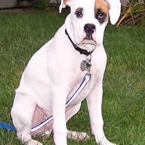 Klyde at Four Months
