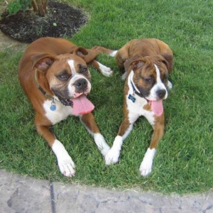 Lucy and Rocky!