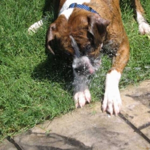 Swimming Dog!