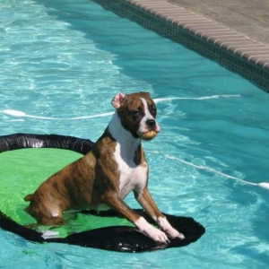 Swimmin' Dog!