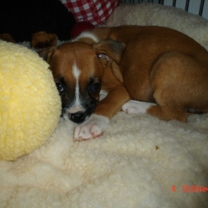 Roxy in her crate