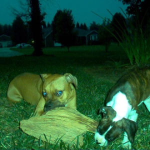 Big Chew Toy!