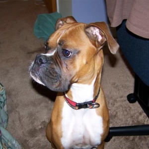boxer_001_Small_