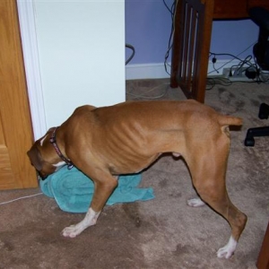 boxer_002_Small_