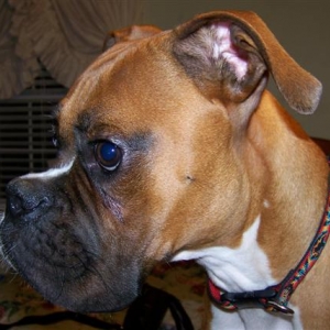 boxer_006_Small_