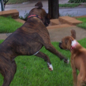 What_they_do_best