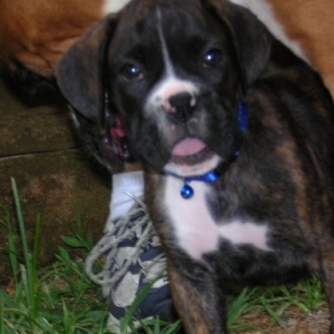 Zander