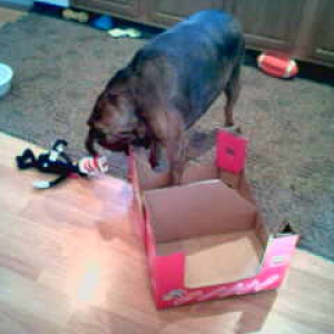 Box