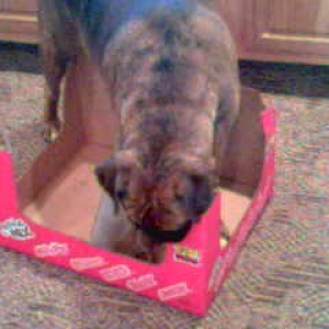 Choice of toy